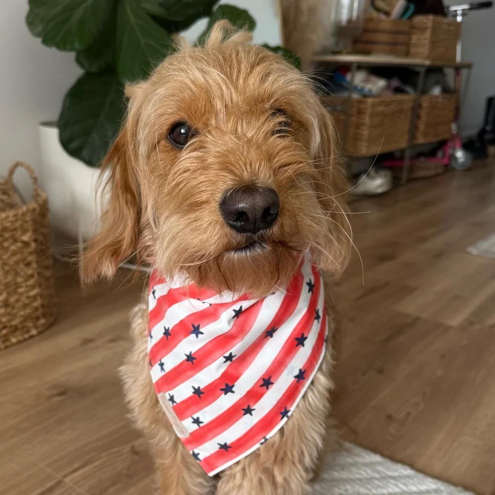 Red and White Striped Dog Bandana with Blue Stars